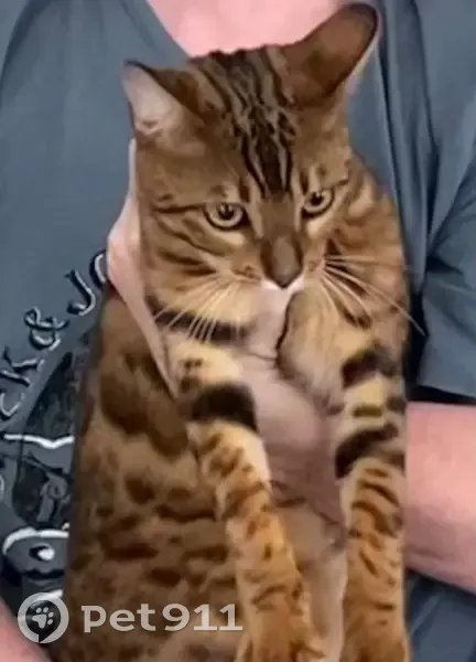 Chat Bengal perdu à Saint-Estève - photo
