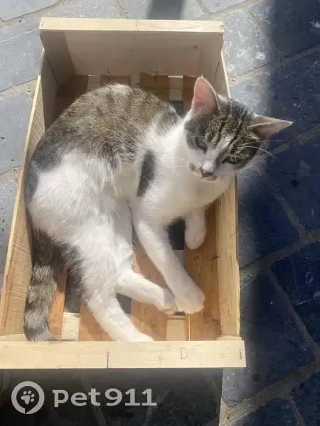 Chat perdue, Moustache, Rue Paul Bert - photo