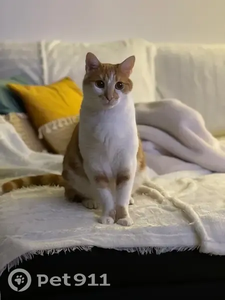 Chat roux/blanc perdu, pucé à Labry - photo