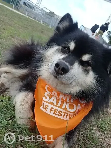 Chien perdu à Nantes près du parc Floral - photo