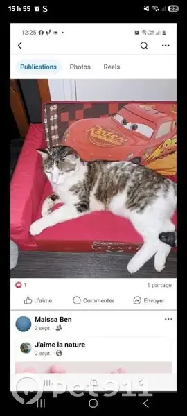 Chat perdu, queue cassée, mignon - Couzeix - photo