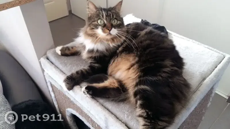 Chatte perdue craintive, Reilhac - photo