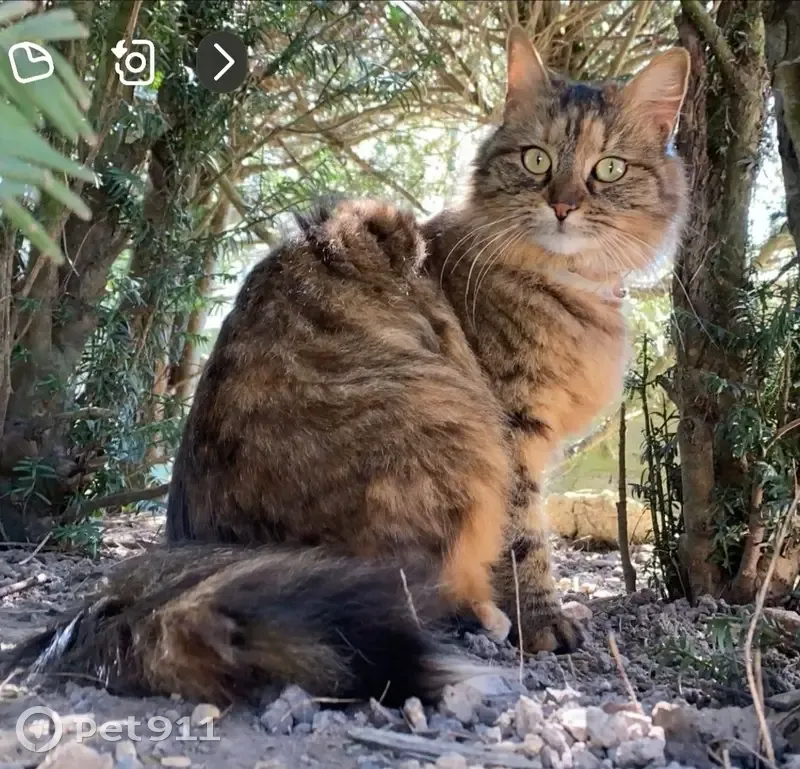 Chatte tigrée perdue à Formentin - photo