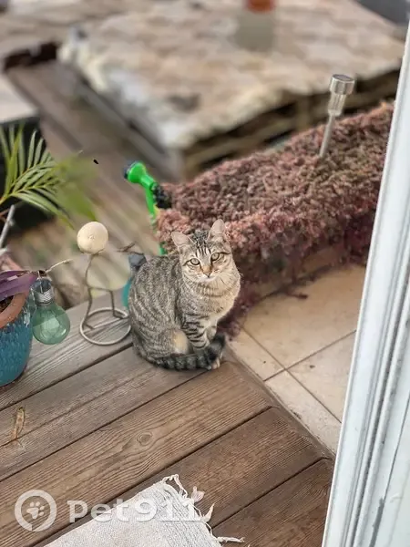 Chaton tigré affectueux trouvé à Saint-Paul - photo