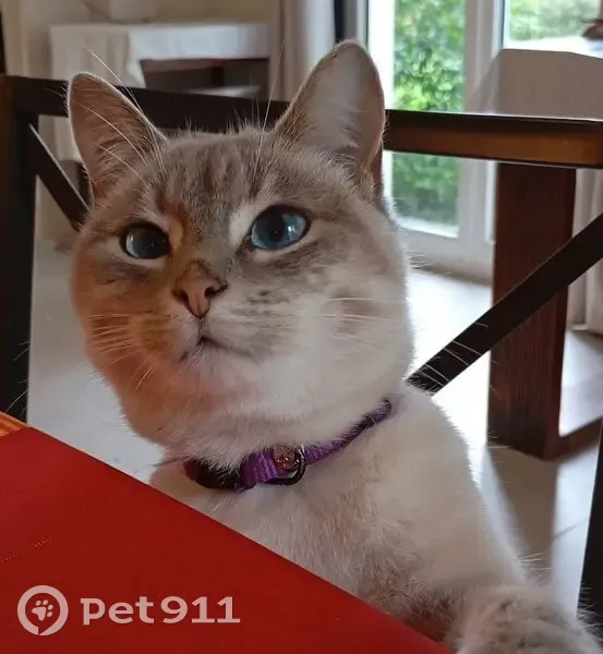 Chatte beige perdue, Les Essarts-le-Roi - photo