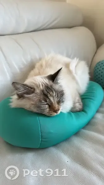 Chatte sacrée de Birmanie perdue, St-Cyr - photo
