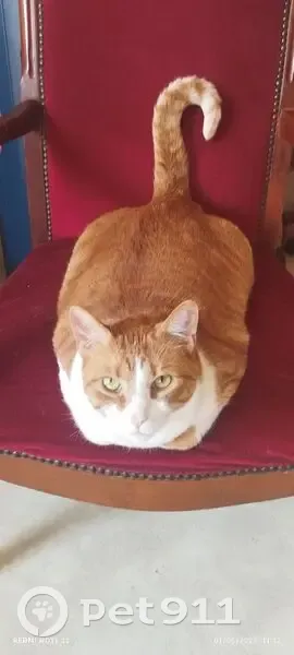 Chat roux et blanc perdu à Roubaix - photo