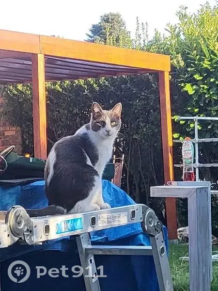 Chat perdu gris-blanc 2 ans Roissy-en-Brie - photo