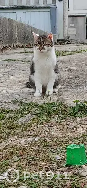Chatte tricolore perdue à Luisant - photo