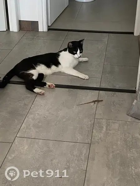 Chat noir et blanc perdu à Mougins - photo