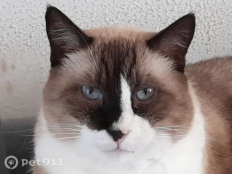 Chat siamois perdu, craintif et stérilisé - photo