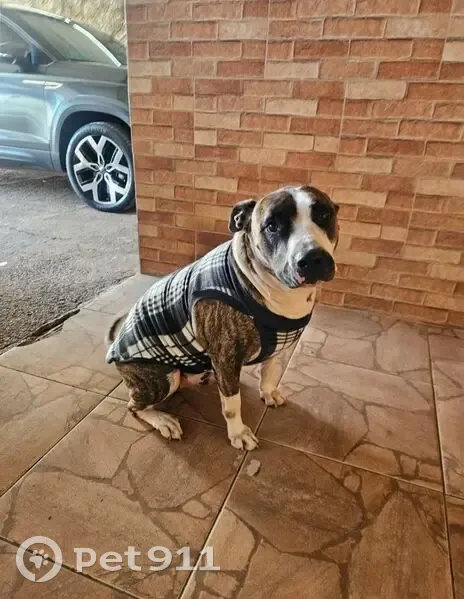 Cachorro perdido Macho (brl001656) - photo