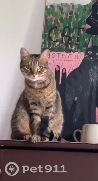 Chatte tigrée perdue à Bordeaux - photo