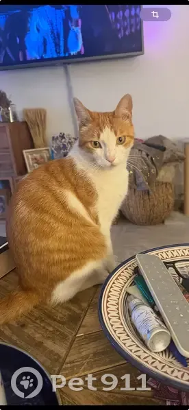 Chat roux et blanc perdu à Cannes - photo