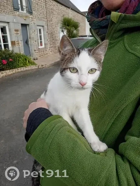 Chaton trouvé à Mellé ce matin - photo