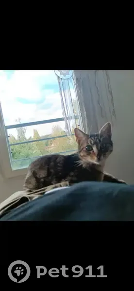 Chatte perdue, 7 mois, Melun - photo