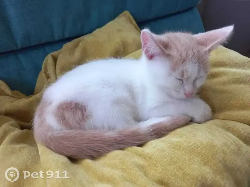 Chaton blanc perdu, tache marron, Pornic - photo