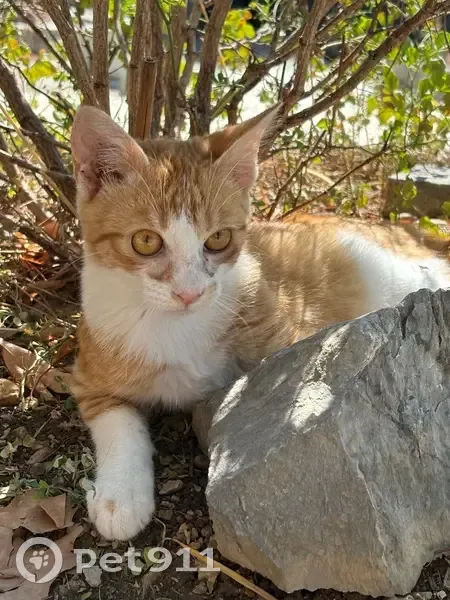 Chat perdue, Chemin de la Victorine, Grasse - photo