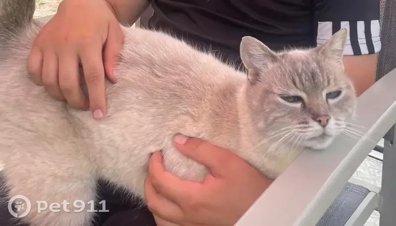 Chat siamois beige perdu à Mont-Saxonnex - photo