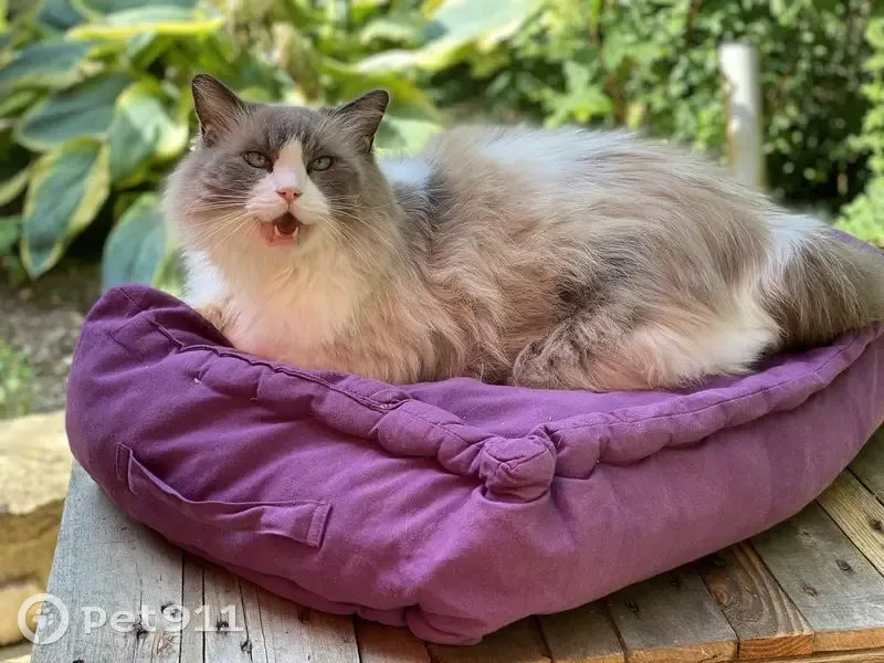 Chat Ragdoll perdu, yeux bleus, Blancs-Coteaux - photo
