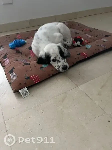 Chien perdu noir et blanc à Ambonil - photo