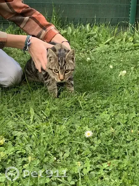 Chaton tigré câlin trouvé à Alençon - photo