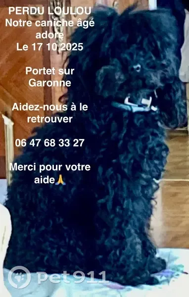 Caniche noir gris perdu à Portet-sur-Garonne - photo