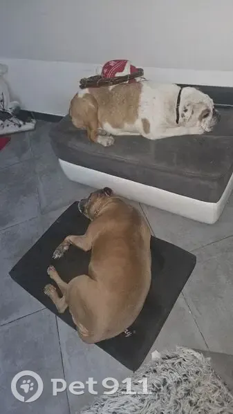 Chien perdu marron, 9 ans, Vitrolles - photo