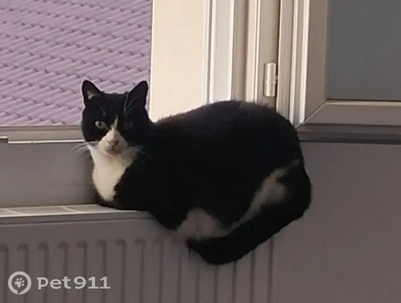 Chatte perdue: noire et blanche, 14 ans - photo