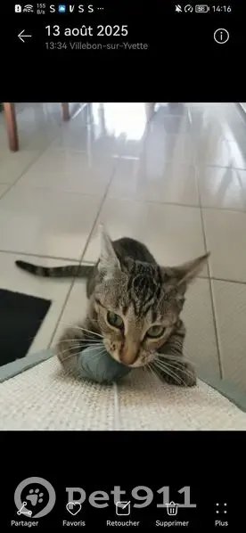 Chatte tigrée perdue à Villebon-sur-Yvette - photo