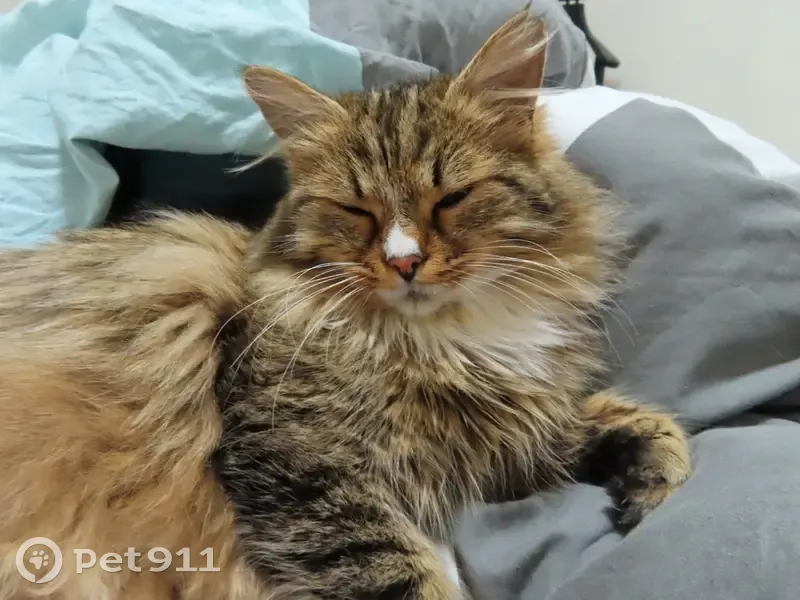 Chat perdu tigré poils mi-longs Épernon - photo