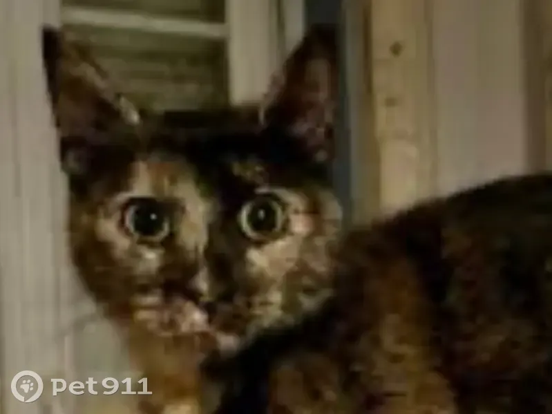 Petite chatte écaille perdue à Amiens - photo
