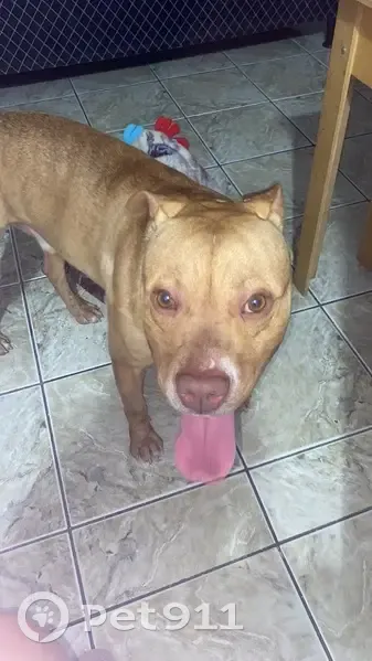 Cachorro encontrado - photo