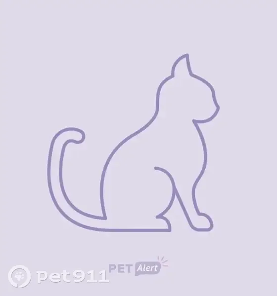 Chatte accidentée déposée à Longueau - photo