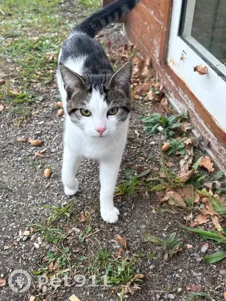 Chat blanc tacheté câlin trouvé à St-Nazaire - photo