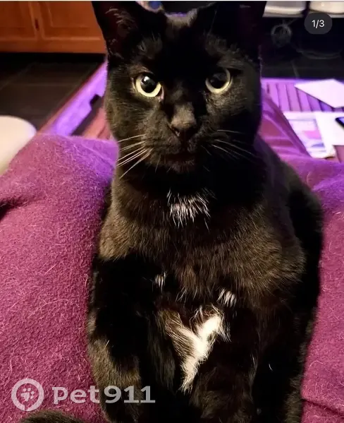 Chat perdu à Labarthe : tache blanche, tatoué - photo