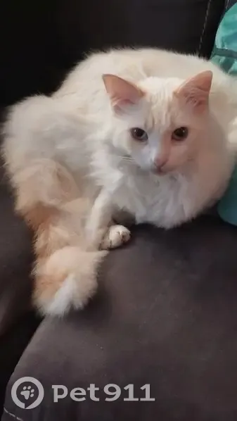 Chat perdu : Leo, blanc à oreilles rousses - photo