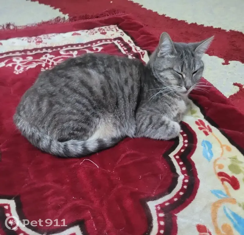 Chatte grise 2 ans perdue à Drancy - photo