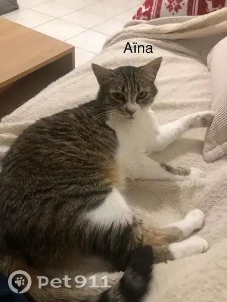 Chat perdue près du parc Plessis Tisson - photo