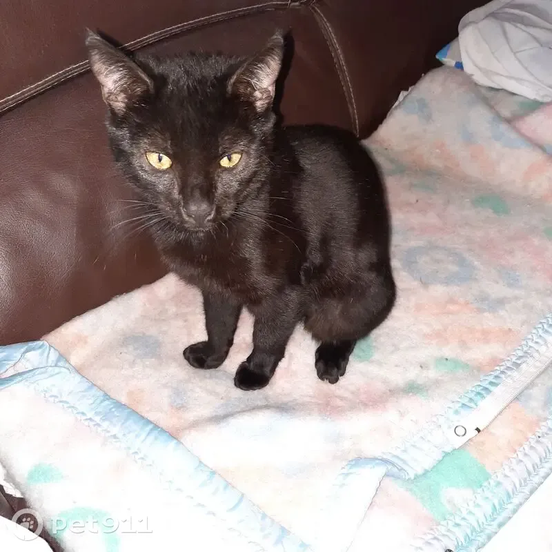 Chatte noire perdue, queue amputée - photo