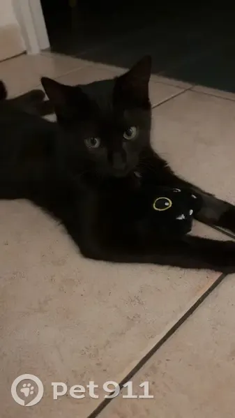 Chatte noire perdue près Parc Montjuzet - photo