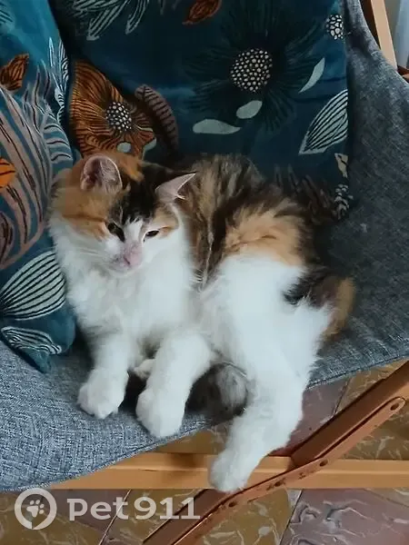 Chat Écaille de tortue perdue à Vence - photo