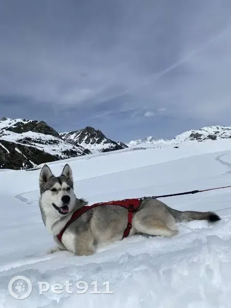 Husky Perdue à Saint-Genis-l'Argentière - photo