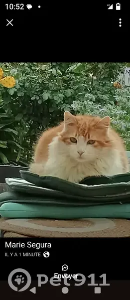 Chat perdu : roux/blanc, soins médicaux, Perpignan - photo
