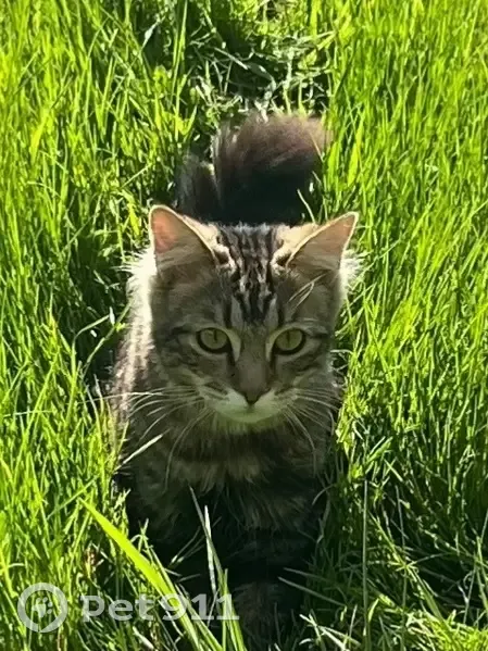 Chat tigré beige perdu à Emmerin - photo