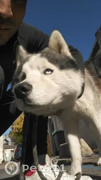 Chien perdu à Ivry-sur-Seine - photo