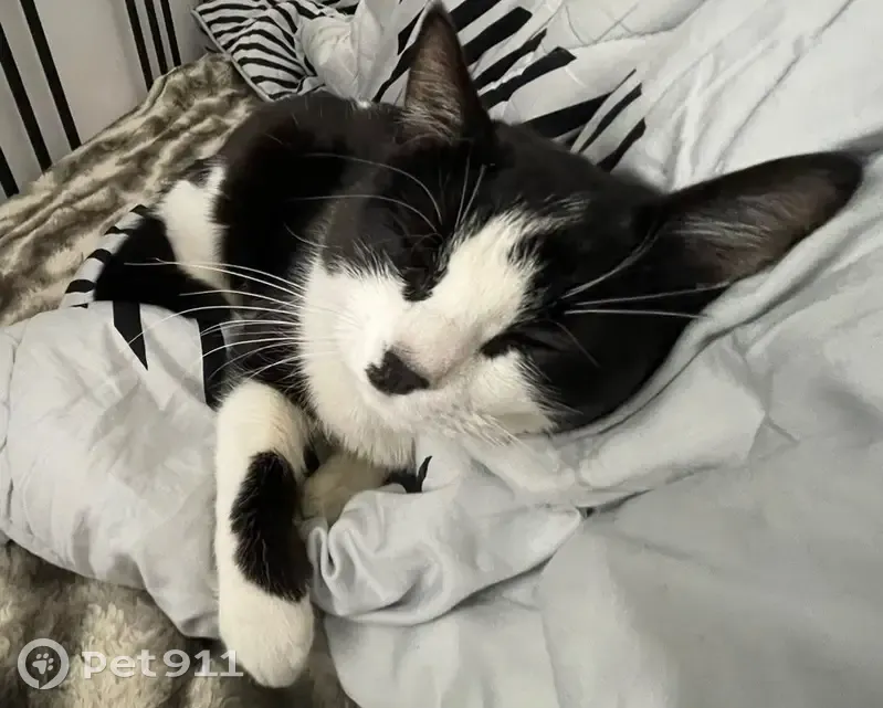 Chat perdu noir et blanc à Replonges - photo