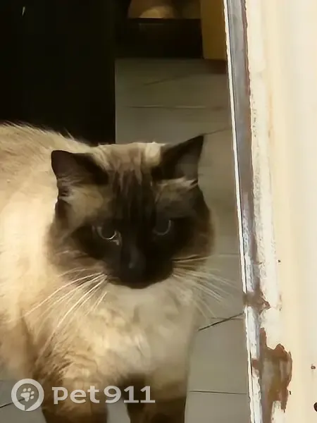 Chat perdu craintif, non identifié, Seysses - photo