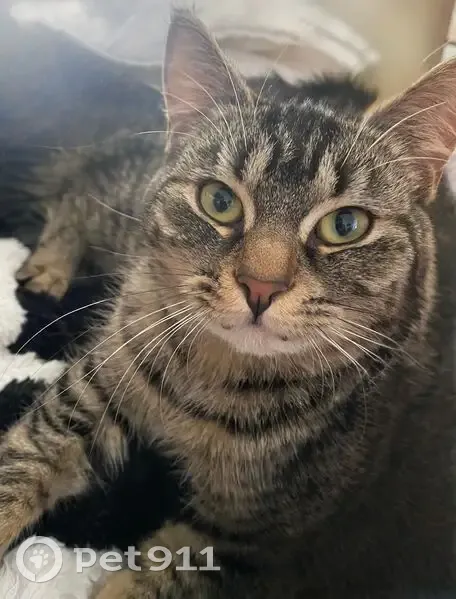 Chatte tigrée perdue à Fournes-en-Weppes - photo