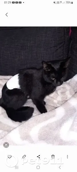 Chatte perdue, bandage ventre, La Thieuloye - photo
